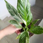 Skrzydłokwiat / Spathiphyllum wallisi Variegata - obrazek 7