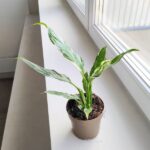 Skrzydłokwiat / Spathiphyllum wallisi Variegata - obrazek 10