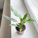 Skrzydłokwiat / Spathiphyllum wallisi Variegata - obrazek 6