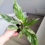 Skrzydłokwiat / Spathiphyllum wallisi Variegata