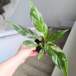 Skrzydłokwiat / Spathiphyllum wallisi Variegata - obrazek 3