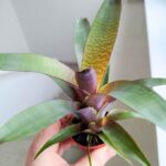 Vriesea Tropical Day - obrazek 9