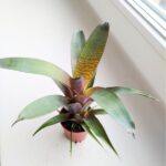 Vriesea Tropical Day - obrazek 2