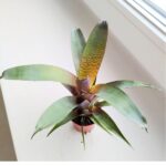 Vriesea Tropical Day - obrazek 3