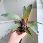 Vriesea Tropical Day - obrazek 4