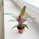 Vriesea Tropical Day - obrazek 6