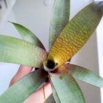 Vriesea Tropical Day - obrazek 8