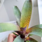 Vriesea Tropical Day - obrazek 7