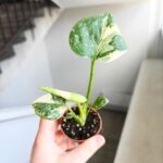 Monstera Thai Constellation SS - obrazek 4