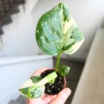 Monstera Thai Constellation SS - obrazek 5