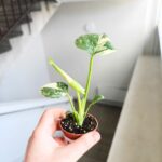 Monstera Thai Constellation SS - obrazek 6