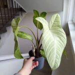 Xanthosoma Lindenii MINT / skrzydła anioła - obrazek 3