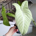 Xanthosoma Lindenii MINT / skrzydła anioła