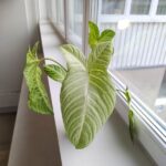 Xanthosoma Lindenii MINT / skrzydła anioła - obrazek 6