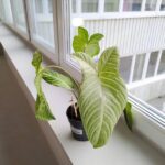 Xanthosoma Lindenii MINT / skrzydła anioła - obrazek 8