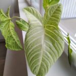 Xanthosoma Lindenii MINT / skrzydła anioła - obrazek 7