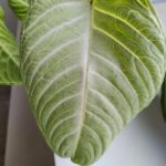 Xanthosoma Lindenii MINT / skrzydła anioła - obrazek 5