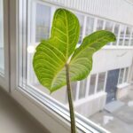 Xanthosoma Lindenii MINT / skrzydła anioła - obrazek 4