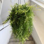 Aeschynanthus Green Star - obrazek 8