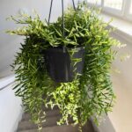 Aeschynanthus Green Star - obrazek 10