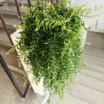 Aeschynanthus Green Star - obrazek 9