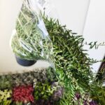 Aeschynanthus Green Star - obrazek 2