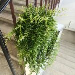 Aeschynanthus Green Star