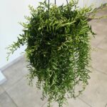 Aeschynanthus Green Star - obrazek 4