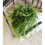 Aeschynanthus Green Star - obrazek 6