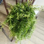 Aeschynanthus Green Star - obrazek 13