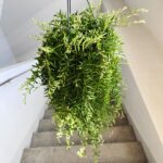 Aeschynanthus Green Star - obrazek 12