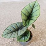 Alokazja / Alocasia amazonica PLATINUM