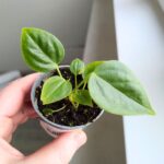 Anthurium / Anturium Veitchii Narrow S - obrazek 2