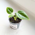 Anthurium / Anturium Veitchii Narrow S - obrazek 5