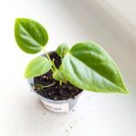 Anthurium / Anturium Veitchii Narrow S - obrazek 4
