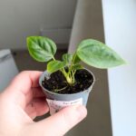 Anthurium / Anturium Veitchii Narrow S - obrazek 3