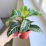 Aphelandra squarrosa Dania / afelandra stercząca, roślina zebra - obrazek 4