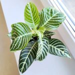 Aphelandra squarrosa Dania / afelandra stercząca, roślina zebra - obrazek 3