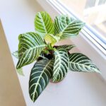 Aphelandra squarrosa Dania / afelandra stercząca, roślina zebra - obrazek 2