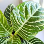 Aphelandra squarrosa Dania / afelandra stercząca, roślina zebra - obrazek 7