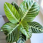 Aphelandra squarrosa Dania / afelandra stercząca, roślina zebra