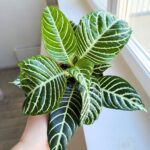 Aphelandra squarrosa Dania / afelandra stercząca, roślina zebra - obrazek 5