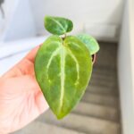 Anthurium / Anturium Magnificium - obrazek 5
