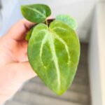 Anthurium / Anturium Magnificium