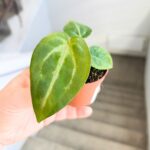 Anthurium / Anturium Magnificium - obrazek 3