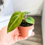 Anthurium / Anturium Magnificium - obrazek 4