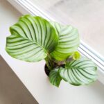 Kalatea / Calathea Orbifolia