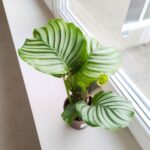 Kalatea / Calathea Orbifolia - obrazek 11