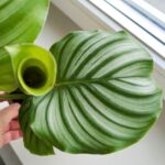 Kalatea / Calathea Orbifolia - obrazek 5