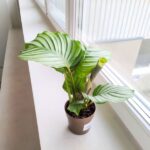 Kalatea / Calathea Orbifolia - obrazek 6